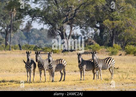 Burchells Zebra, Equus quagga burchellii, Macatoo, Okavango-Delta, Botswana. Auch bekannt als Plains oder Common Zebra Stockfoto