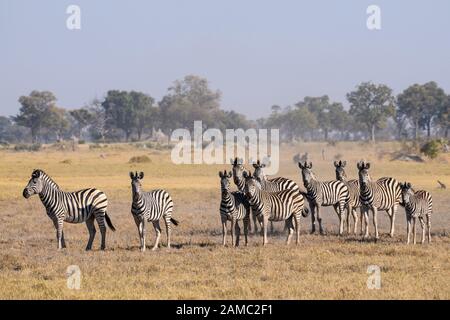 Herde von Burchells Zebra, Equus quagga burchellii, Macatoo, Okavango-Delta, Botswana. Auch bekannt als Plains oder Common Zebra Stockfoto