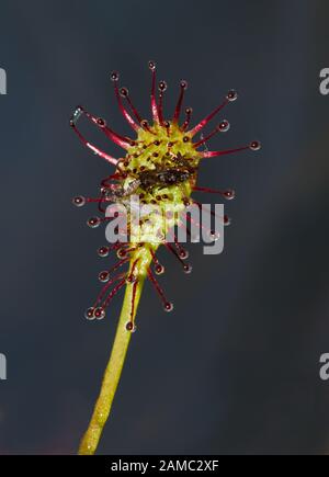 Fliegen, die vom klebrigen Blatt der fleischfressenden Pflanze Länglich-blättriger Sonnentau gefangen werden Stockfoto