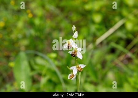 Seltene Bienenorchideen (Ophrys apifera) Blumen, die im Sommer in den Ruinen der Burg in Dvigrad (oder Duecastelli), Istrien, Kroatien wachsen und blühen Stockfoto