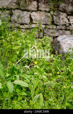 Seltene Bienenorchideen (Ophrys apifera) Blumen, die im Sommer in den Ruinen der Burg in Dvigrad (oder Duecastelli), Istrien, Kroatien wachsen und blühen Stockfoto