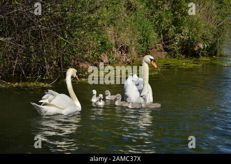 Schwäne in Brickfields Teich in Ryhl. North Wales Stockfoto