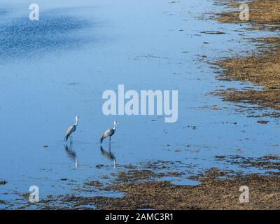 Luftaufnahme von zwei Wattled Kranen, Bugeranus carunculatus oder Grus carunculata, Macatoo, Okavango Delta, Botswana Stockfoto