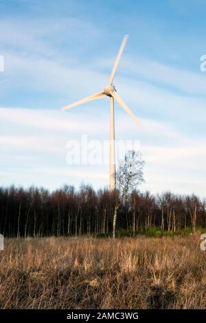 Drei Windturbinengeneratoren und Pylon oberhalb von Stracathro, Angus, Schottland, Großbritannien, umgeben von Bäumen, unscharfe Schaufeln, die die Bewegung enthüllen. Stockfoto