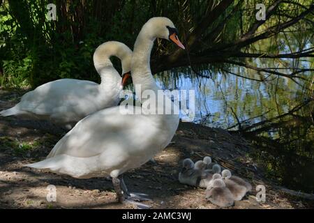 Schwäne in Brickfields Teich in Ryhl. North Wales Stockfoto