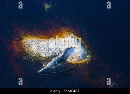 Luftaufnahme von Nilkrokodil, Crocodylus niloticus, Macatoo, Okavango-Delta, Botswana Stockfoto