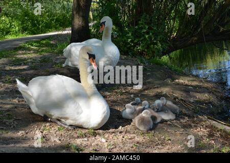 Schwäne in Brickfields Teich in Ryhl. North Wales Stockfoto