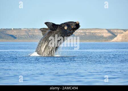 Breaching, Südlicher Glattwal, Eubalaena australis, Südkaper, baleine franche australe, Halbinsel Valdes, Provinz Chubut, Argentinien, Amerika Stockfoto