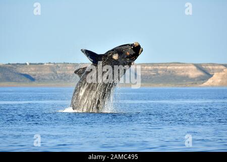 Breaching, Südlicher Glattwal, Eubalaena australis, Südkaper, baleine franche australe, Halbinsel Valdes, Provinz Chubut, Argentinien, Amerika Stockfoto