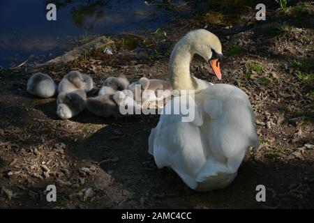 Schwäne in Brickfields Teich in Ryhl. North Wales Stockfoto