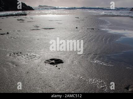 Hundepfote drucken am Strand in Kynance Cove, Cornwall Stockfoto