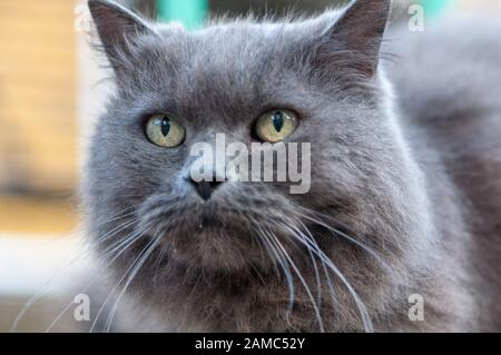 Porträt einer grauen Katze. Nahaufnahme auf einer Katze Stockfoto