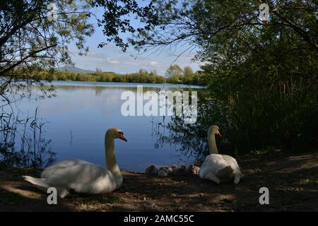 Schwäne in Brickfields Teich in Ryhl. North Wales Stockfoto