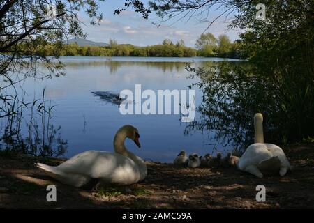 Schwäne in Brickfields Teich in Ryhl. North Wales Stockfoto