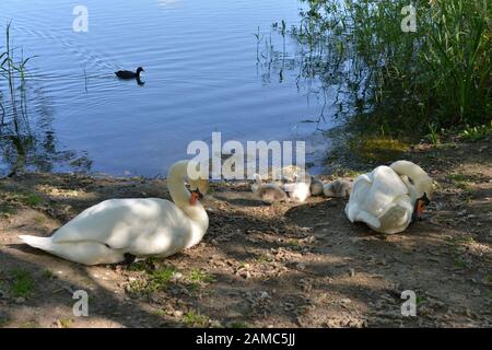 Schwäne in Brickfields Teich in Ryhl. North Wales Stockfoto