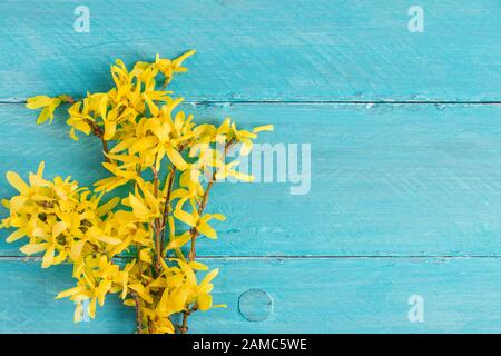 Frühlings-Gelb-Forsythia-Blumen auf blauem Holzhintergrund. Draufsicht mit Kopierraum. Flacher Lay Stockfoto