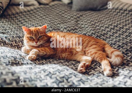 Ingwerkatze entspannend auf der Couch im Wohnzimmer, das auf der Decke liegt. Haustier, das zu Hause Sonne genießt Stockfoto