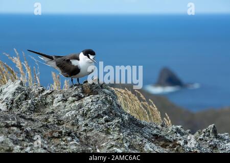 Australischer rußiger terner Vogel, Onychoprion fuscatus seabird Stockfoto