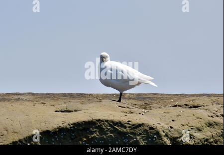 Schneewittchen, Chionis alba, Weißgesicht-Scheidenschnabel, Valdes Peninsula, Provinz Chubut, Argentinien, Südamerika Stockfoto