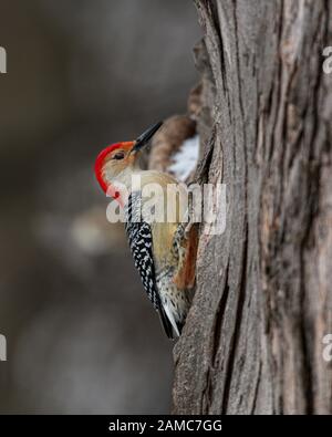 Rot belaubte Woodpecker auf Baum. Stockfoto