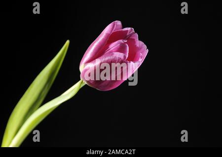 Eine rosa Tulpe Stockfoto