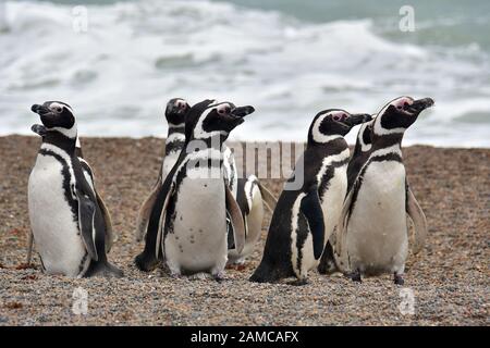 Magellanic Pinguin, Spheniscus magellanicus, Valdes Peninsula, Provinz Chubut, Argentinien, Südamerika Stockfoto