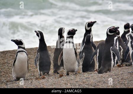 Magellanic Pinguin, Spheniscus magellanicus, Valdes Peninsula, Provinz Chubut, Argentinien, Südamerika Stockfoto