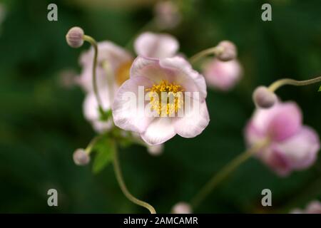 Blühende Anemone hupehensis Pflanze mit rosafarbenen Blumen im Sommer im Garten. Chinesische Anemone oder japanische Anemone, Thimbleweed Stockfoto