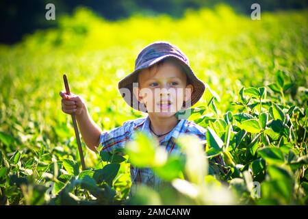 Der Junge geht über ein Sojabohnenfeld, vegetarisches Kind unter den wachsenden veganen Sojabohnen. Ernte von Sojabohnenfeld, das von der Abendsonne angezündet wird. Stockfoto