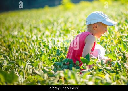 Der Junge in rotem T-Shirt und einer weißen Baseballmütze zieht über ein Sojabohnenfeld, vegetarisches Kind unter den wachsenden veganen Sojabohnen. Glückliche Kinder warten auf Agr Stockfoto