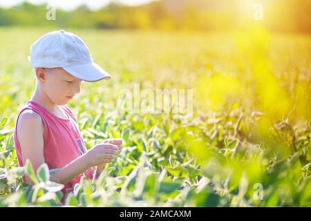 Der Junge studiert Sojasprössling, das Kind hat eine Sojabohnenschote. Auf dem Feld wachsen sonnenbeleuchtete grüne Sojagebüsche. Kinderspiel im hohen Gras. Stockfoto