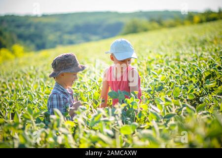 Zwei kleine Brüder laufen über das grüne reifende landwirtschaftliche Sojaplantagenfeld. Auf dem Feld wachsen sonnenbeleuchtete grüne Sojagebüsche. Kinder spielen ein Stockfoto