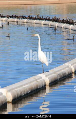 Tempe Town Lake, Tempe, Arizona Stockfoto