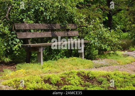 Alte Holzplanke Sitzbank auf grünem Rasen im privaten Garten im Hinterhof im Sommer. Stockfoto