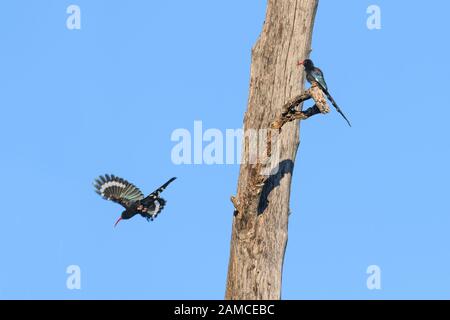 Grüner Wald Hoopoe, Phöniculus purpureus, Khwai Private Reserve, Okavango Delta, Botswana. Auch bekannt als Red-billed Wood Hoopoe. Stockfoto