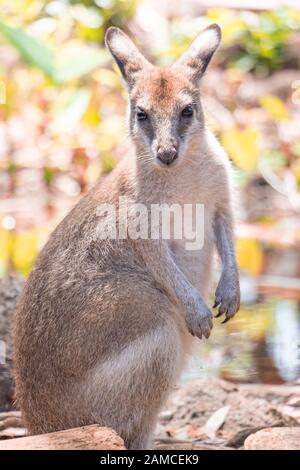 Agile Wallaby bilden den Rainforestation Nature Park in Kuranda QLD Australien Stockfoto