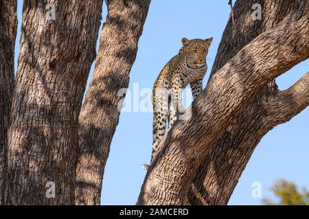 Leopard Cub, Panthera pardus, in einem Baum, Khwai Private Reserve, Okavango Delta, Botswana Stockfoto