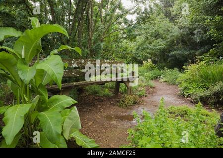 Alte Holzsitzbank mit grünem Bryophyta bedeckt - Moos- und Fleckenwachstum gegen einen Caragana arborescens - sibirischer Peka-Baum und nasser Schmutzpfad. Stockfoto