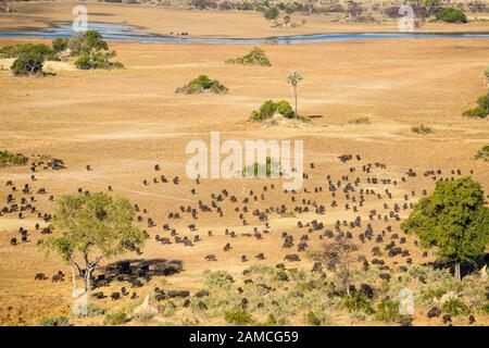 Luftaufnahme einer Herde afrikanischer Büffel oder Kapbüffel, Syncerus Caffer, Macatoo, Okavango-Delta, Botswana Stockfoto