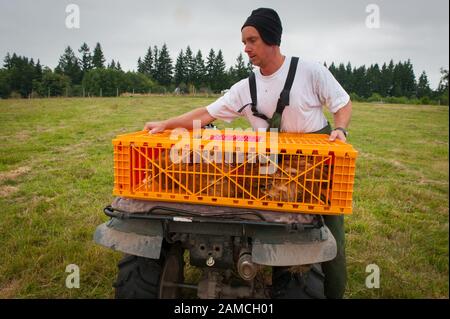 Matt Schwab wählt Erbe-Hühner für die Ernte. Die Kleinfamilienfarmer Matt und Jen Schwab betreiben "Inspiration Plantation" eine Biofarm außerhalb von Ridgefield, Washington. Das Paar hebt und erntet seine eigenen Hühner und lädt saisonal ihre Kunden in der Gemeinde ein, ihren Hof zu besuchen und bei der Geflügelernte zu helfen. Sobald die Vögel getötet wurden, werden sie in ein Bad mit nahe kochendem Wasser gelegt, um die Federn zu lösen, und dann in einer waschmaschinenähnlichen Wanne mit Gummianhängen gedreht, die die Federn herausziehen. An jedem Schritt des Profis können sich Besuchshelfer beteiligen Stockfoto