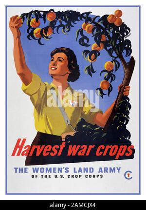 Women ‘Land Army World war II Women Land Army Recruiting Propaganda Poster illustriert Fruchternte "ERNTE KRIEG KULTUREN" der US-Ernte Korps. Die Women's Land Army (WLA) war eine US-zivile Organisation während des Zweiten Weltkriegs geschaffen, damit Frauen in der Landwirtschaft arbeiten konnte, Die Wiederbelebung einer aufgelösten Organisation des Ersten Weltkriegs und die Ersetzung von Männern, die zum Militär aufgerufen wurden. Frauen, die für die WLA gearbeitet wurden allgemein als Land Girls bekannt. Stockfoto