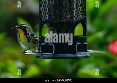 Bunte Yellow-throated Warbler (Setophaga dominica) sitzt auf einem Hinterhof Bird Feeder, Stuart, Florida, USA Stockfoto