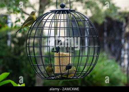 Grüne Weibchen oder unreife männlich bemalte Buntvögel (Passerina ciris) auf Hinterhof Käfigförderer, Stuart, Florida, USA Stockfoto