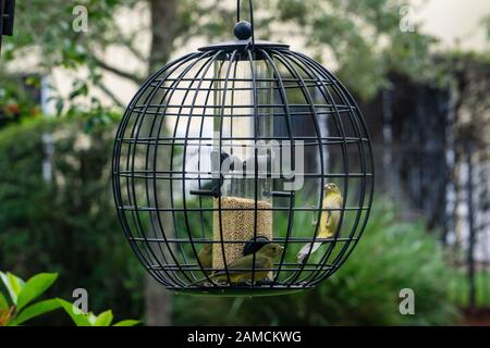 Grüne Weibchen oder unreife männlich bemalte Buntvögel (Passerina ciris) auf Hinterhof Käfigförderer, Stuart, Florida, USA Stockfoto