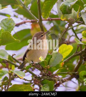 Die gewöhnliche Chiffchaffe (Phylloscopus collybita), die auf den Zitronenblättern im Garten, Israel, nach Insekten sucht Stockfoto