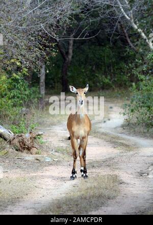 Ein weiblicher Nilgai im Ranakpur-Wald in Rajasthan, Indien. Stockfoto