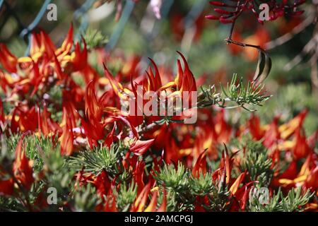 Kanarischer Hornklee, Berthelots Hornklee, Kanaren-Hornklee, Kanarenhornklee (Lotus berthelotii), Tijarafe, La Palma, Kanarische Inseln, Spanien Stockfoto