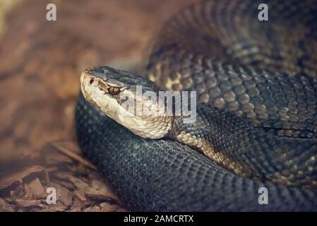 Florida Cottonmouth oder Wasser Mokassin Schlange, Nahaufnahme Stockfoto