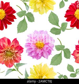 Nahtloses Muster von Dahlienblüten auf weißem Hintergrund Stockfoto