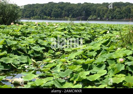 Lotospflanzen wachsen am Snagov See, Rumänien Stockfoto